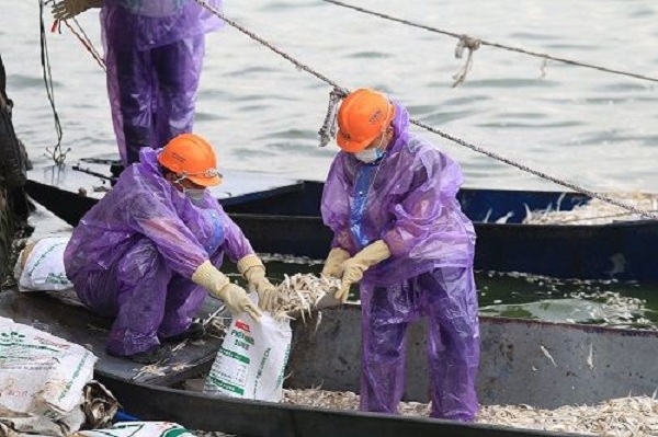 Vào ngày 10/7 vớt được 20,5 tấn cá chết ở hồ Tây